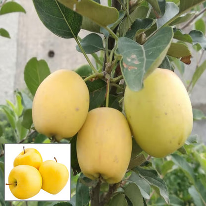 Hariman 99 Low Chill Tropical Apple Seb Grafted Fruit Plant (1.5-3 Feet Height)