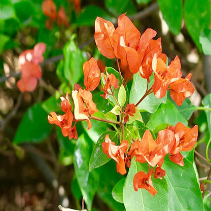 Orange Colour Bougainvillea Kagoj Ful Shrubs Flower Plant (1-2 Feet Height)