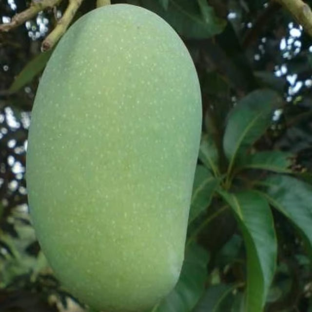 Malda Fazli Mango Aam Grafted Fruit Plant