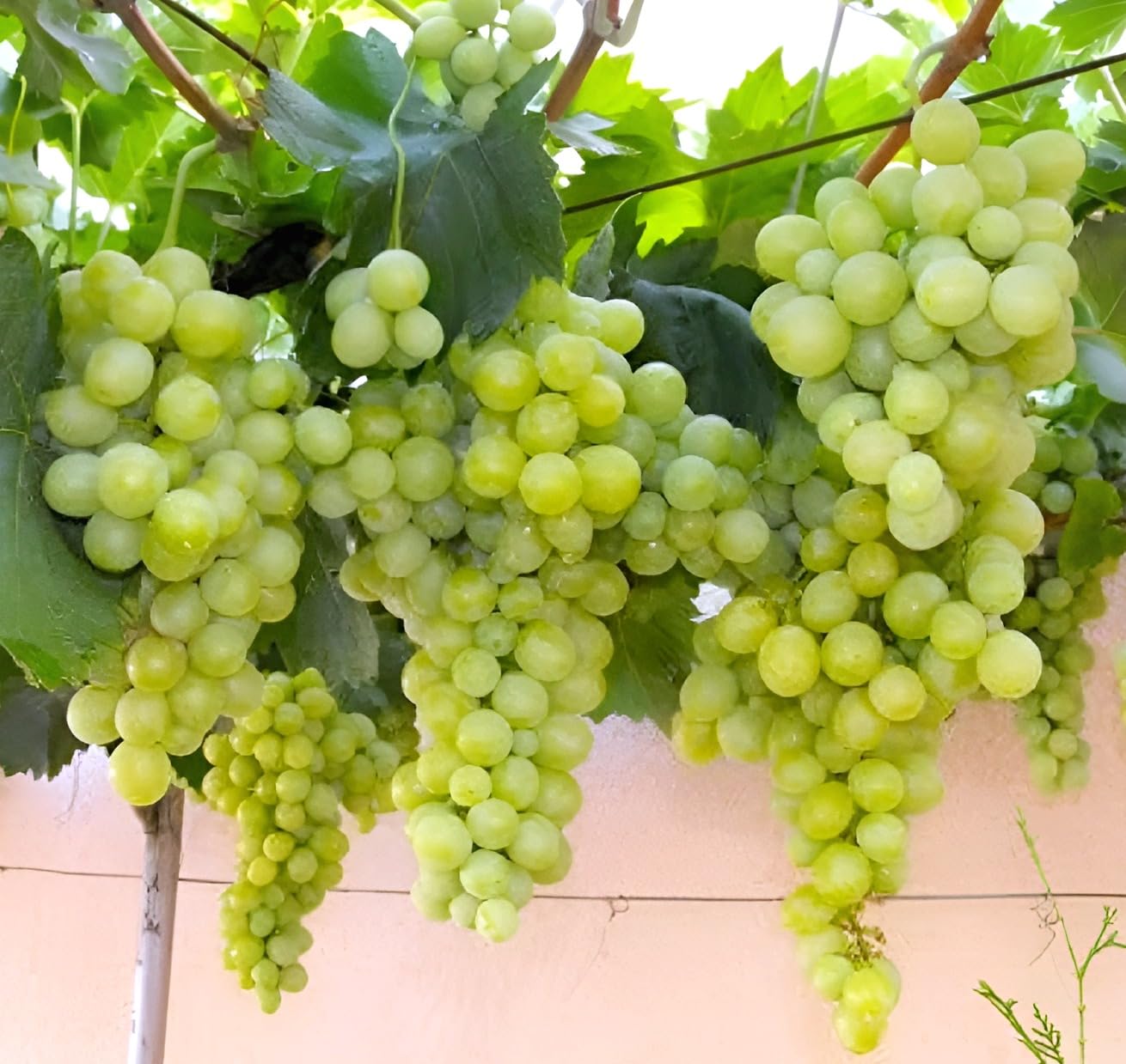 Seedless Sweet Green Round Sugraone Variety Air Layered Grapes Plant