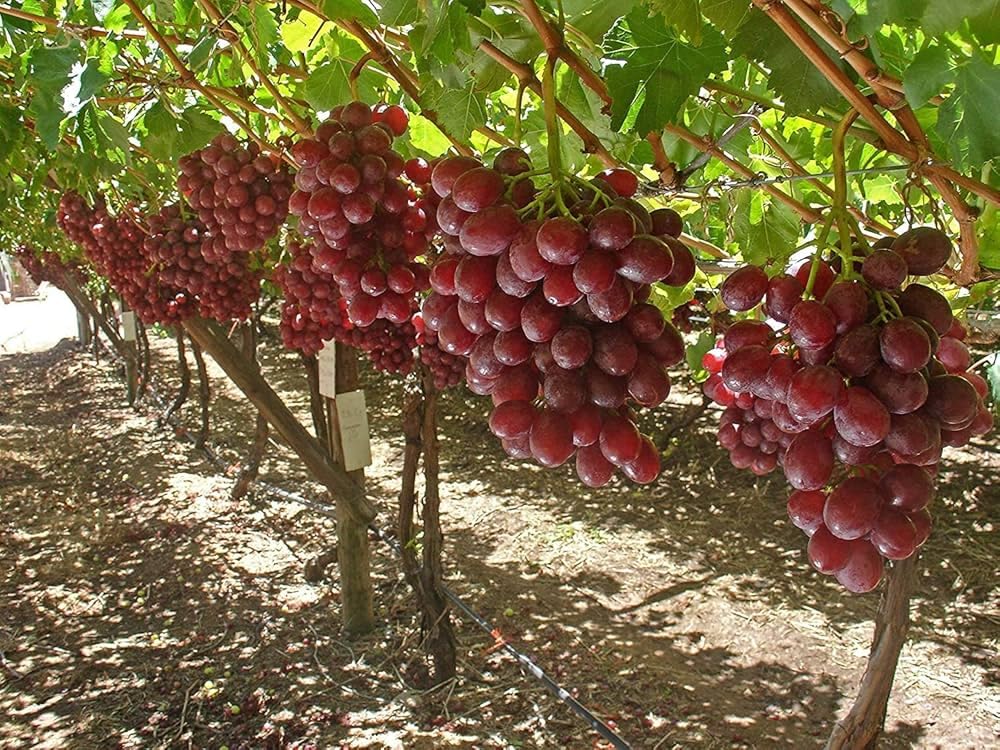 Seedless Sweet Red Round Globe Variety Air Layered Grapes Plant