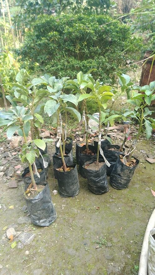 Lamb Hass Avocado Butter Fruit Grafted Plant