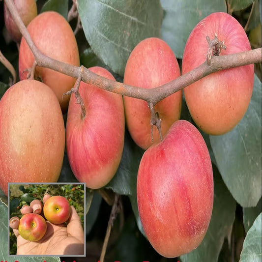Ball Sundari Apple Ber Jujube Kul Grafted Fruit Plant