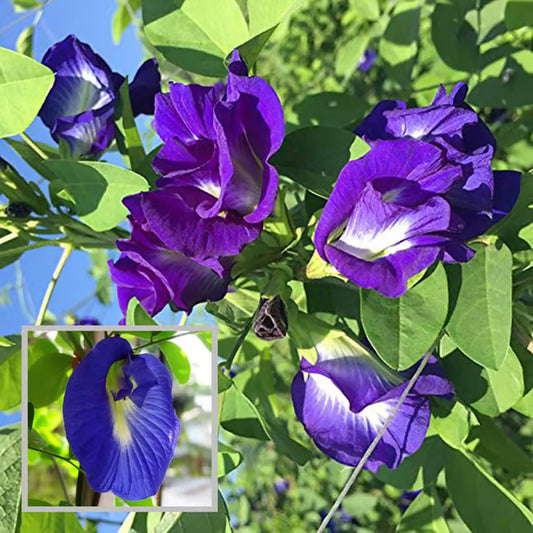 Nill Kantho, Aparajita Flower Plant (1-2 Feet Height)