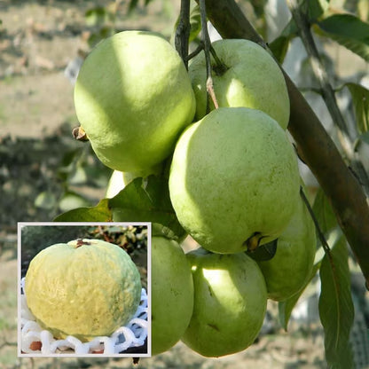 VNR Bihi Guava Amrood Layering/Grafted Fruit Plant