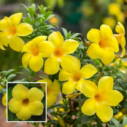 Yellow Allamanda cathartica Round the Year Flower Plant (1-2 Feet Height)