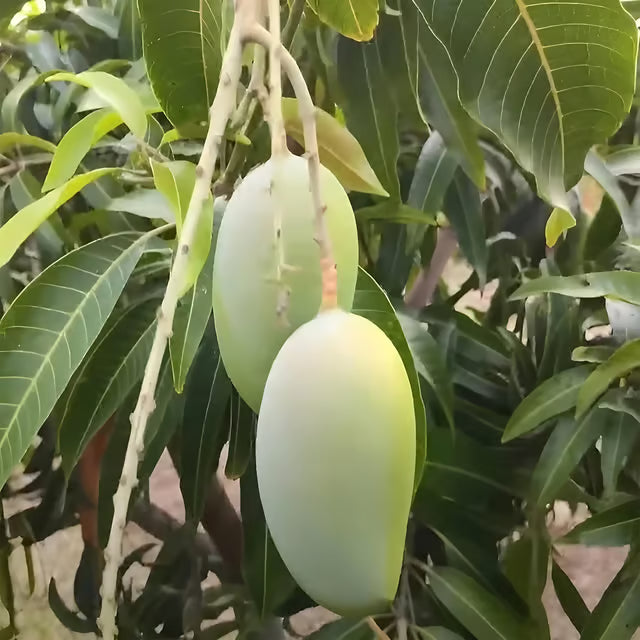Gir Kesar Mango Aam Grafted Fruit Plant