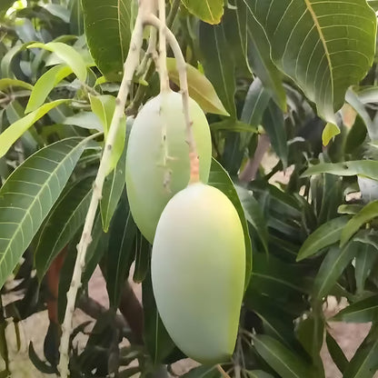 Gir Kesar Mango Aam Grafted Fruit Plant