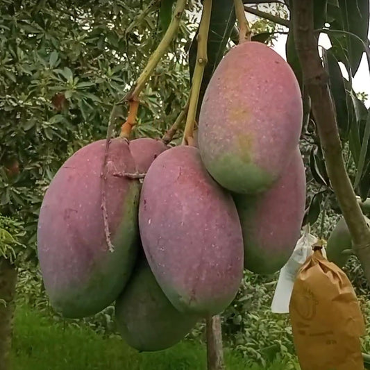 Bari 13 Mango Aam Grafted Fruit Plant (1.5-3 Feet Height)