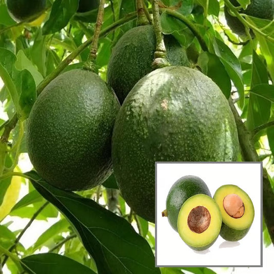 Monroe Round Avocado Butter Fruit Grafted Plant