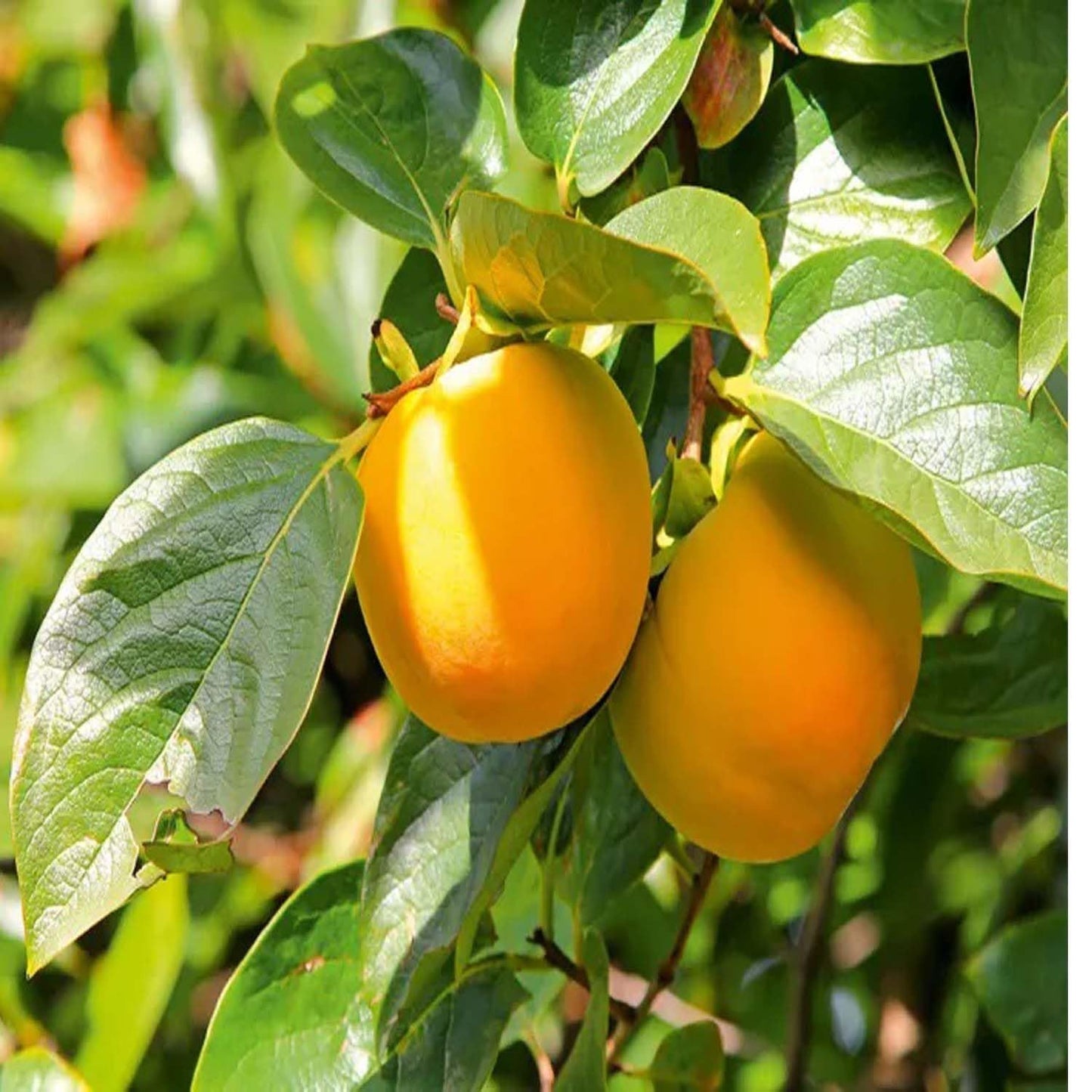 Eureka Persimmon Grafted Fruit Plant (2-3 Feet Height)