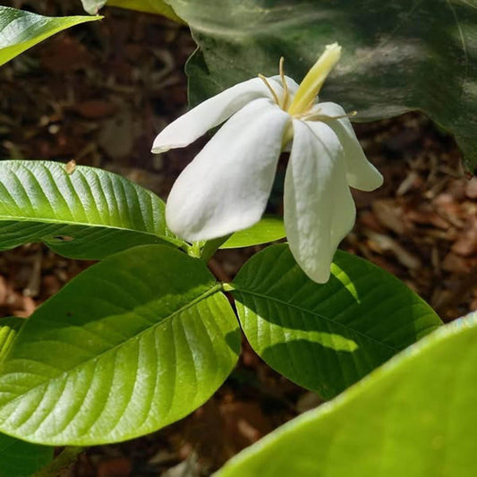 Hing Spice Plant