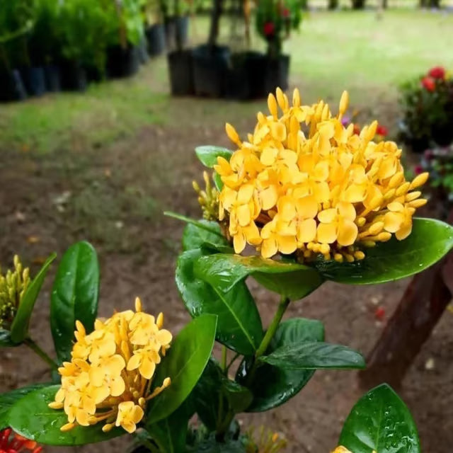 Yellow Colour Ixora Rukmini Rangan Flower Shrubs Plant (1.5-3 Feet Height)