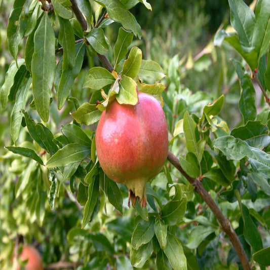Anar Ganesh Pomegranate Layering/Grafted Fruit Plant (1.5-3 Feet Height)