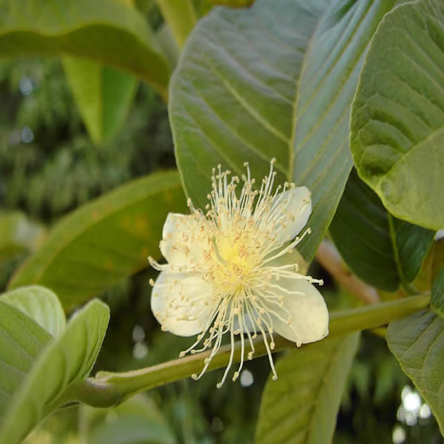 Mexican Cream Guava Amrood Layering/Grafted Fruit Plant