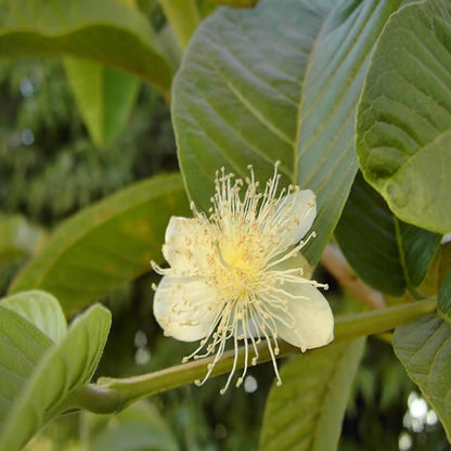Mexican Cream Guava Amrood Layering/Grafted Fruit Plant