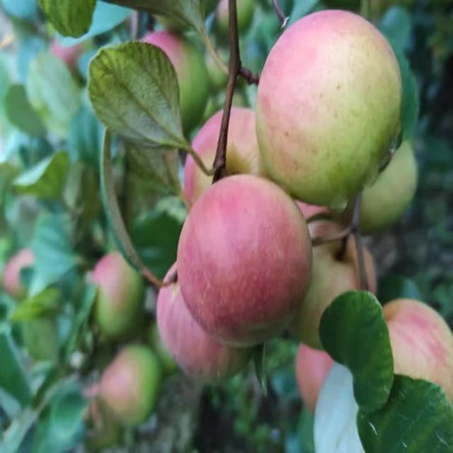 Seedless Apple Ber Jujube Kul Grafted Fruit Plant