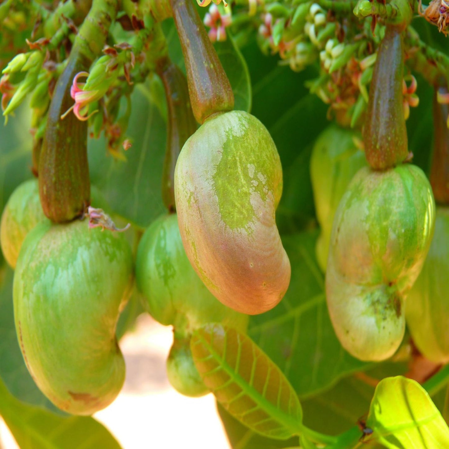 Jhargram 1 Kaju Cashew Nut Anacardium Fruit Plant