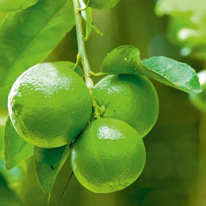 All Time Calcutta Pati Lemon Nimbu Layering/Grafted Fruit Plant