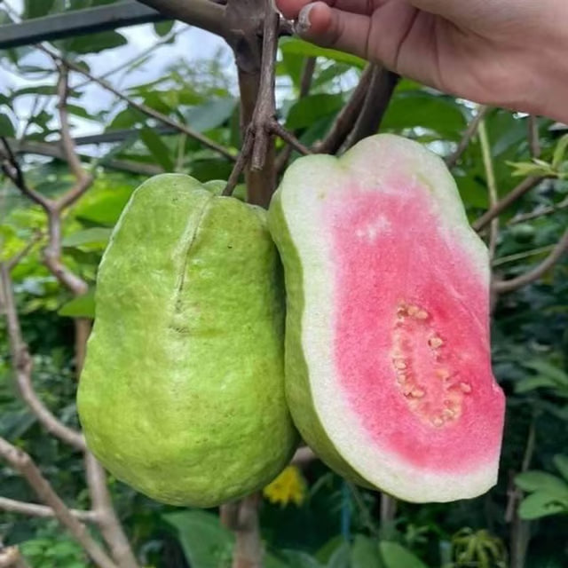 Taiwan Pink Guava Amrood Layering/Grafted Fruit Plant