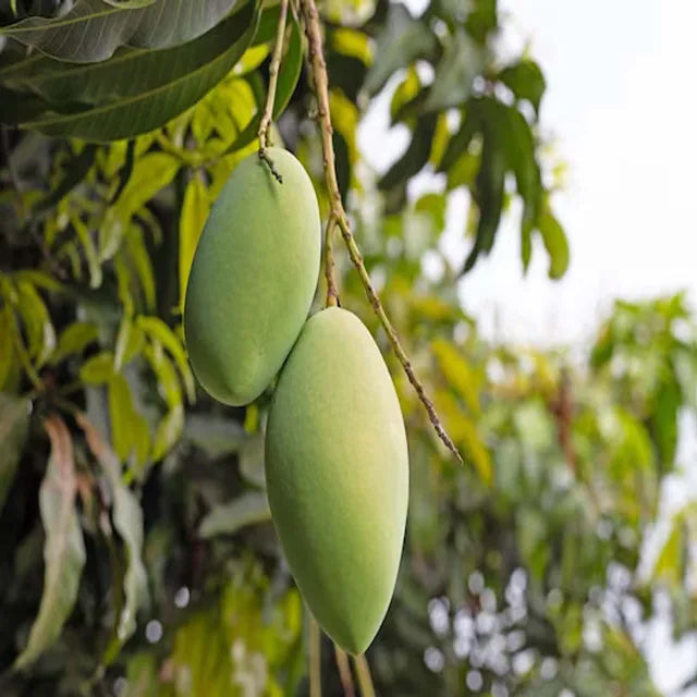 Saranga Mango Aam Grafted Fruit Plant (1.5-3 Feet Height)