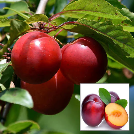 Red Plum Aloo Bukhara Layering/Grafted Fruit Plant (1.5-3 Feet Height)