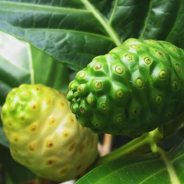 Noni Cheese Fruit Plant