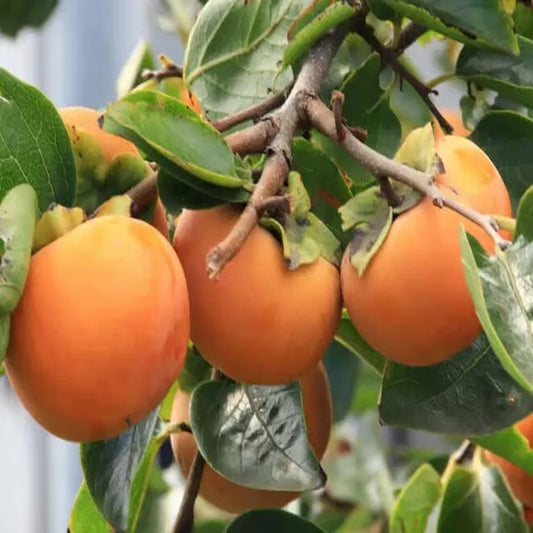 Fuyu Persimmon Grafted Fruit Plant (2-3 Feet Height)