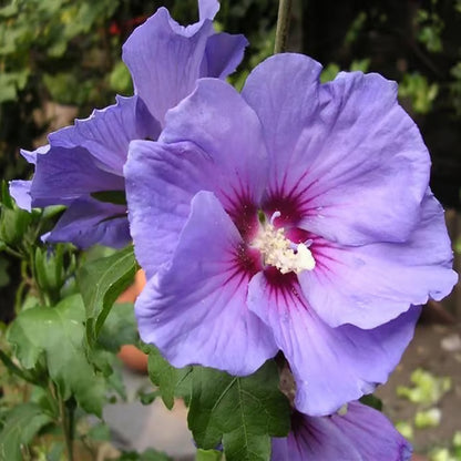 Purple Colour Hibiscus Joba Gudhal Flower Plant (1-2 Feet Height)