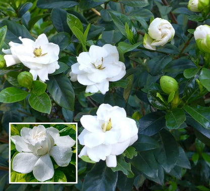 Gardenia Gandharaj Cape Jasmine Highly Fragrant Shrubs Flower Plant
