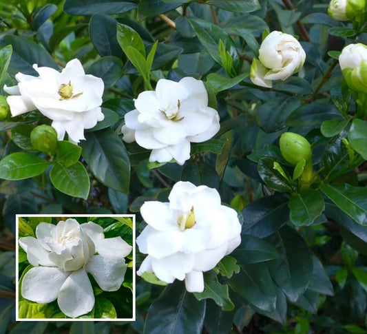 Gardenia Gandharaj Cape Jasmine Highly Fragrant Shrubs Flower Plant (1-2 Feet Height)