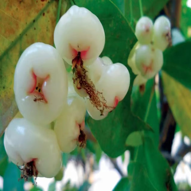 Mixed Wax Apple Water Apple Java Apple Jamrul Chamba Layering/Grafted Fruit Plant