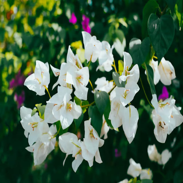 White Colour Bougainvillea Kagoj Ful Shrubs Flower Plant