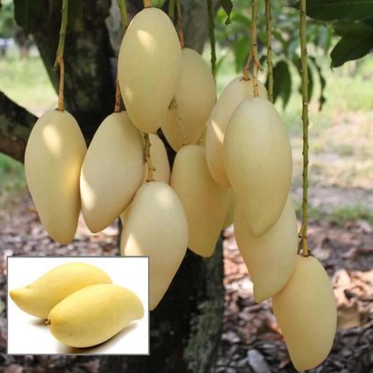 Thai Nam Dok Mai All Time Mango Aam Grafted Fruit Plant