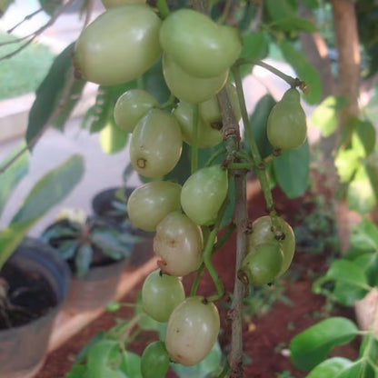 White Jamun Jambolan Jam Grafted Fruit Plant