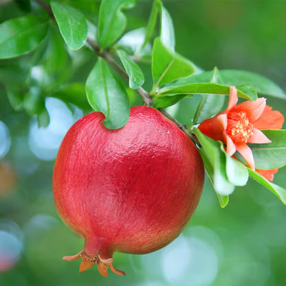 Israeli Rimon Pomegranate Anar Layering/Grafted Fruit Plant (1.5-3 Feet Height)