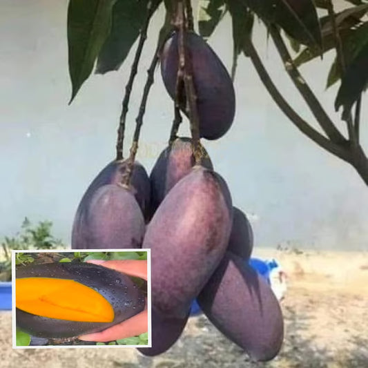 Kasturi Mango Aam Grafted Fruit Plant (1.5-3 Feet Height)