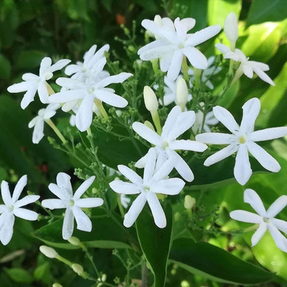 Juhi Jasminum auriculatum Fragrant Flower Plant