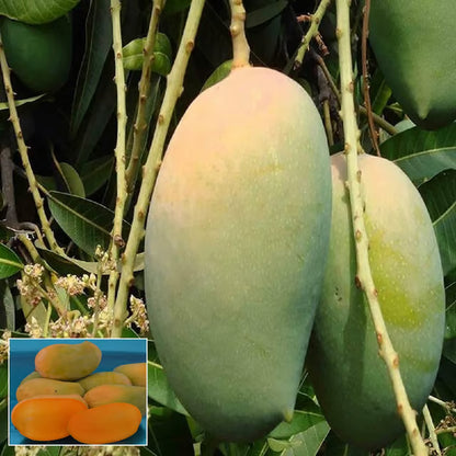 Gir Kesar Mango Aam Grafted Fruit Plant