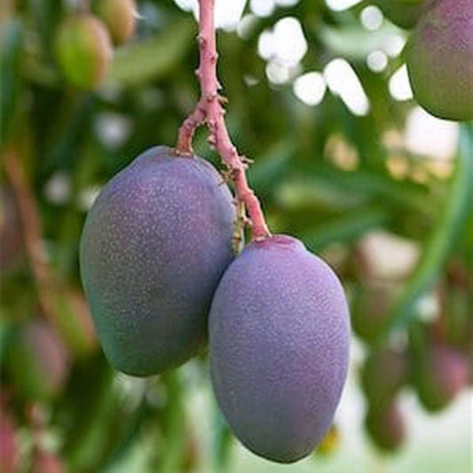 Blue Mango Aam Grafted Fruit Plant (1.5-3 Feet Height)
