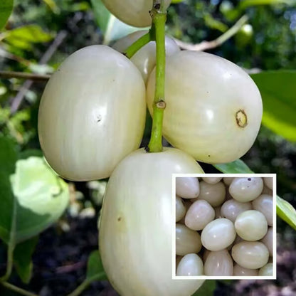 White Jamun Jambolan Jam Grafted Fruit Plant