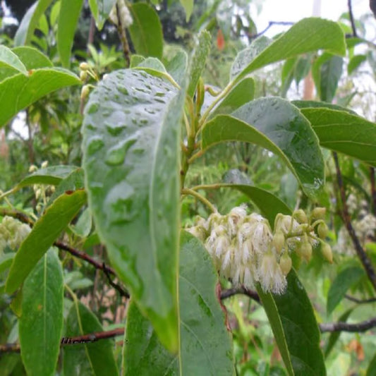 Sour Indian Olive Jalpai, Indian Olive All Time Layering/Grafted Fruit Plant