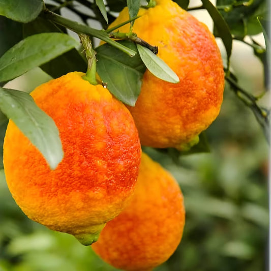 Nimbu Red Lemon Lemon Nimbu Grafted Fruit Plant (1-2 Feet Height)