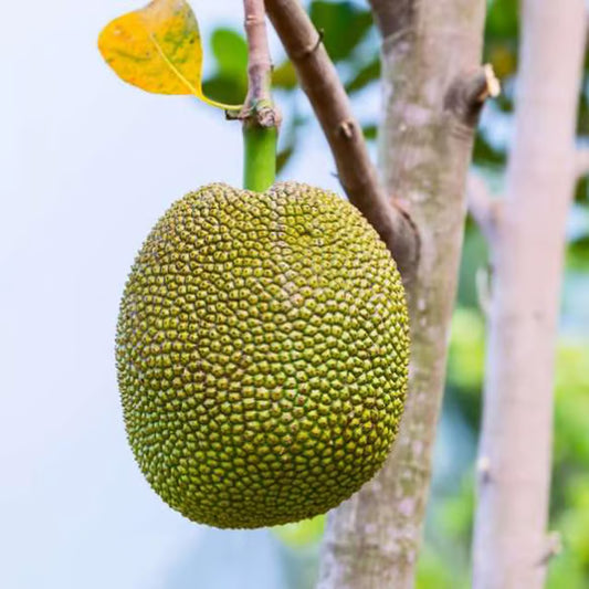 Seedless Gumless Jackfruit Panasa Varikka Katahal Chakka Grafted Fruit Plant (1.5-3 Feet Height)