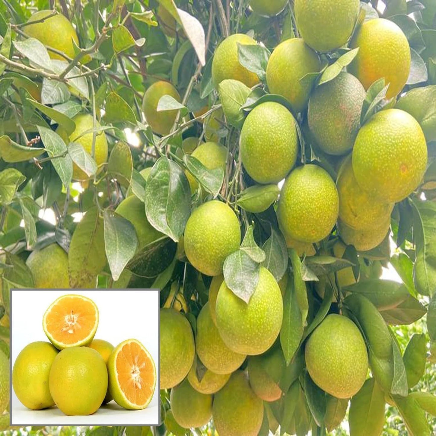 Sweet Indian Mosambi Grafted Fruit Plant (1.5-2 Feet Height)