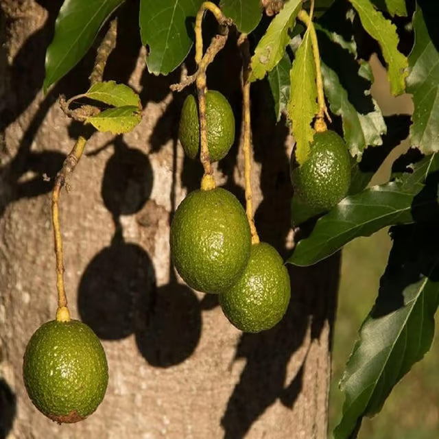 Monroe Round Avocado Butter Fruit Grafted Plant