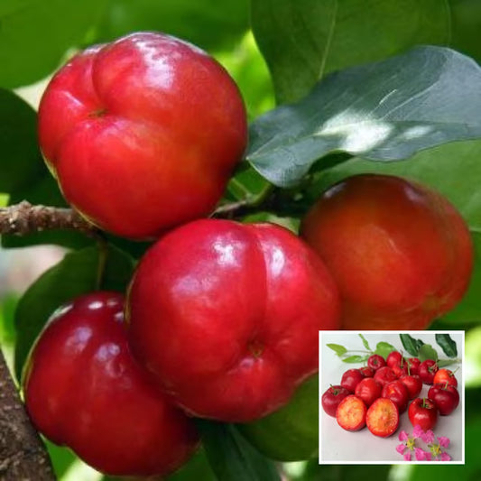 Barbados Apple Cherry Cherries Layering/Grafted Fruit Plant (1-2 Feet Height)