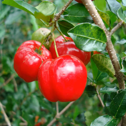 Barbados Apple Cherry Cherries Layering/Grafted Fruit Plant
