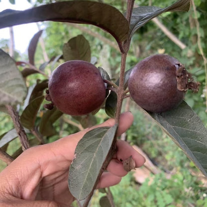 Red Malaysian Guava Amrood Layering/Grafted Fruit Plant (1.5-3 Feet Height)