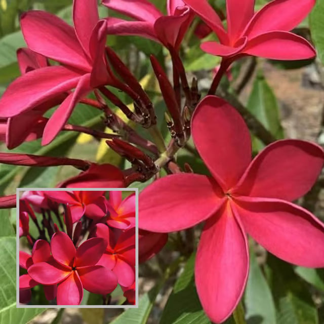 Red Colour Kat Chapa Champa Plumeria Flower Plant (1-2 Feet Height)